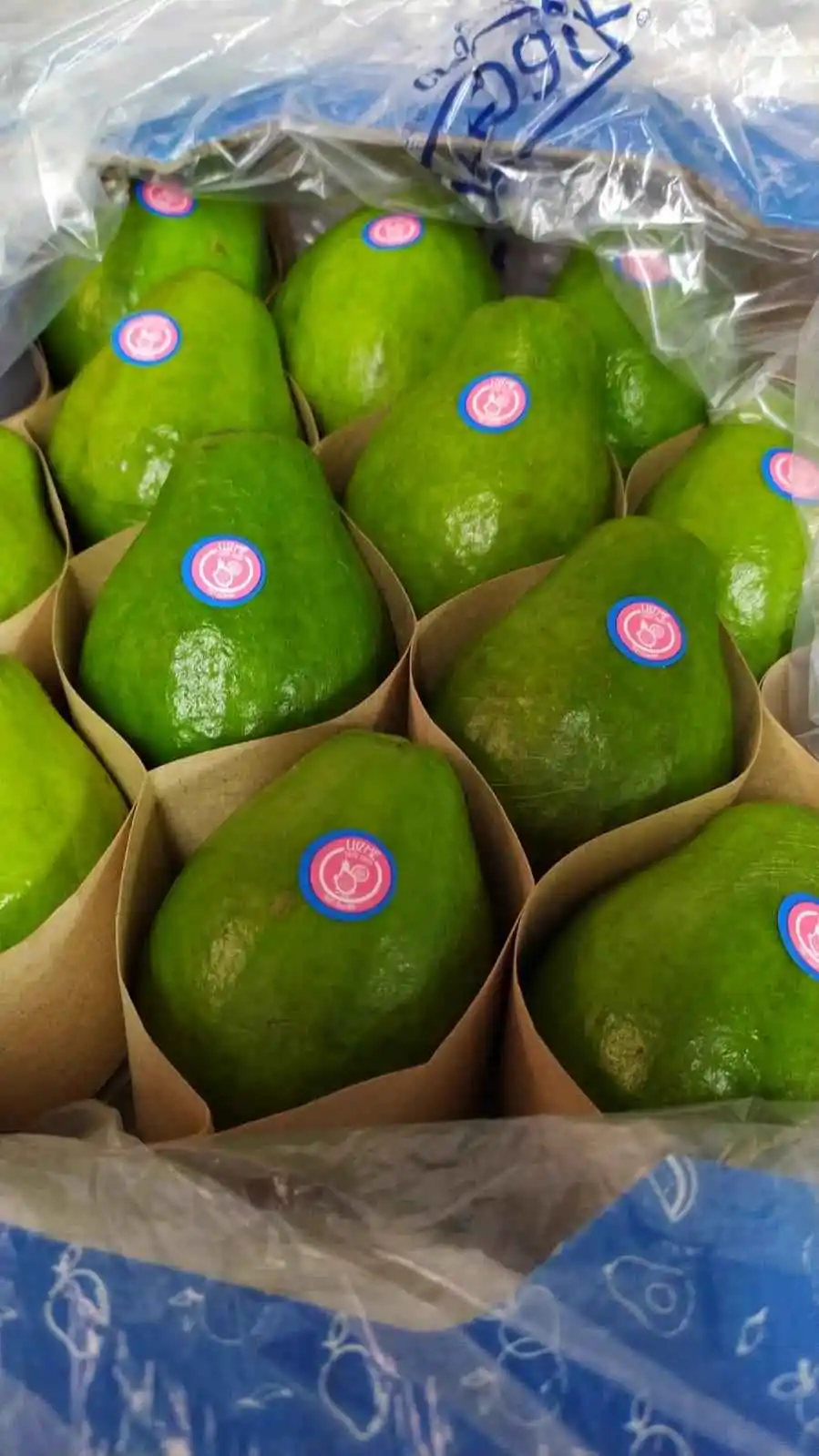 Guayaba