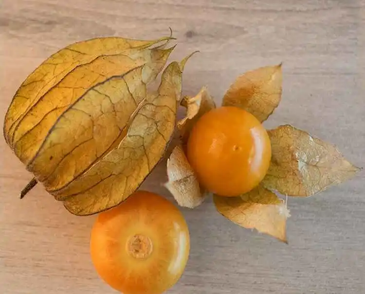 Physalis
